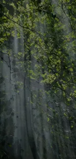 Sunlit forest scene with green leaves and tranquil atmosphere.