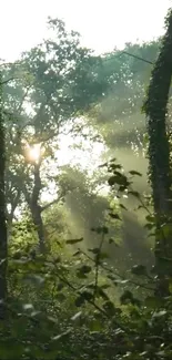 Sunlight filtering through forest trees, creating a calm and serene atmosphere.