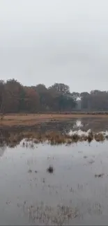 Serene forest marsh with autumn reflections in calm water.