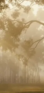 Serene forest landscape with mist and sunlight through trees.