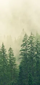 Misty forest wallpaper with pine trees and serene atmosphere.