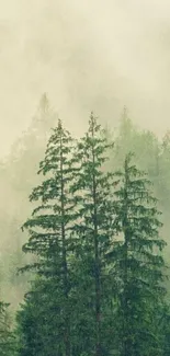 Serene forest mist with tall green trees and light fog.