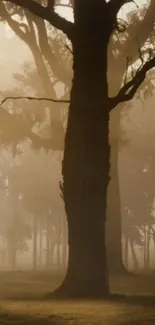 Misty forest scene with tall trees and a tranquil atmosphere.