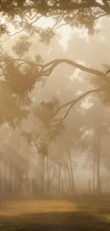 Serene forest mist with sunlight filtering through trees.