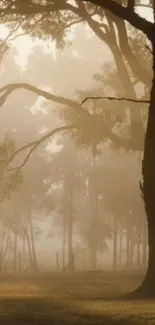 Misty forest scene with golden light filtering through tall trees.