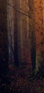 Misty forest with tall trees and golden light creating a serene atmosphere.