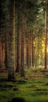 Serene forest view with towering trees and lush green ground cover.