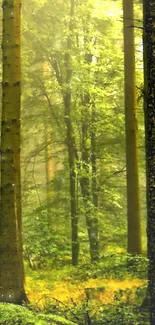 Serene forest with tall trees and green foliage under soft light.