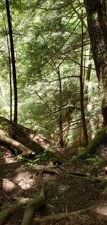 Serene forest wallpaper with lush green trees.