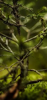 Close-up of a pine branch with a green forest background.