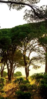 Serene forest with tall green trees basking in warm sunlight.