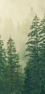 Misty forest with towering green pine trees wallpaper.