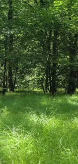 Lush green forest with sunlight filtering through trees.