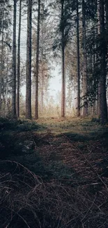 Serene forest wallpaper with tall trees and soft natural light.