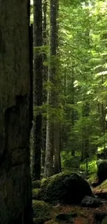 Serene forest landscape with lush green trees and mossy rocks.