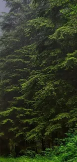 Misty forest with lush green trees and a winding path.