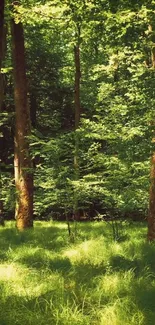 Lush green forest with tall trees and sunlight filtering through leaves.