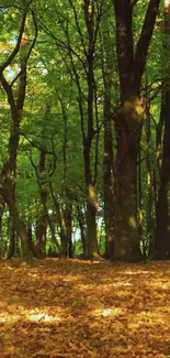 Lush green forest with autumn leaves on the ground.