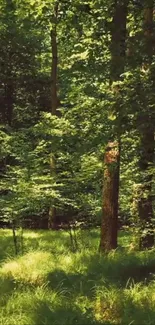 Serene forest wallpaper with lush green trees and sunlight.