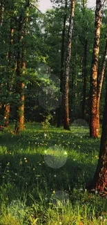 A tranquil forest with lush green trees and a sunlit path.