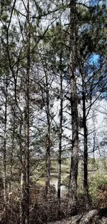 Tall trees in a serene forest with clear sky.