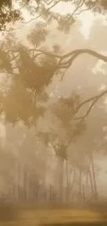 Foggy forest with golden morning light streaming through trees.