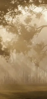 Misty forest scene with sunlight filtering through trees.