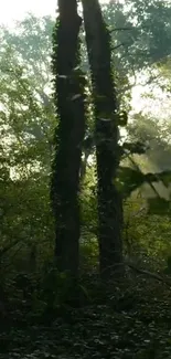 Sunlit forest with lush green trees and soft morning light.