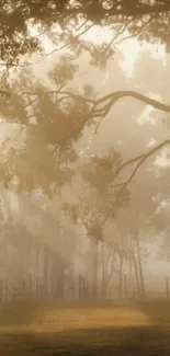 Misty forest with sunlight beams filtering through trees, creating a serene ambiance.