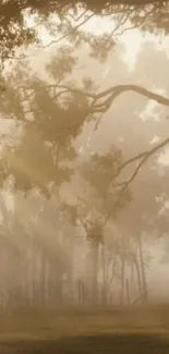 Misty forest landscape with morning sunlight filtering through trees.