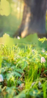 Morning forest with soft light and flowers.