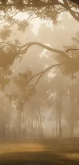 Misty forest morning with soft light through trees, creating a serene atmosphere.