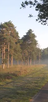 Serene forest morning with mist and trees, ideal for a calming wallpaper.