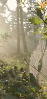 A tranquil forest with sunlit spider web and lush greenery.