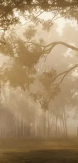 Tranquil forest morning with golden light filtering through the trees.