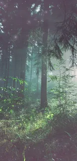 Misty sunlit forest scene with green trees and diffused morning light.