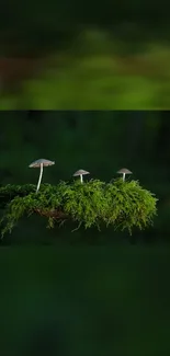 Serene forest wallpaper with mushrooms on mossy branch.