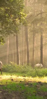 Sheep grazing in a sunlit forest pasture, under a canopy of trees.