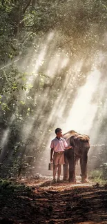 Sunlit forest path with boy and elephant.