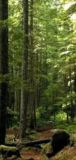 Serene forest path with tall trees and lush green foliage.