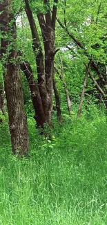 Tranquil forest path with lush greenery and vibrant trees.