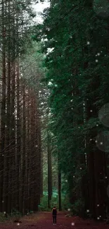 Serene forest path with tall green trees.