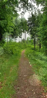 Lush green forest path with serene vibes.