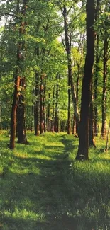 Serene forest path with sunlight filtering through trees, perfect for mobile wallpaper.