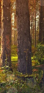 Sun-dappled forest path with lush greenery and tall trees.