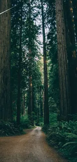 Serene path through tall green forest trees with lush surroundings.