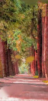 Serene forest path with tall trees and lush greenery.