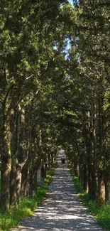 Tranquil forest path under lush green trees on a sunny day.