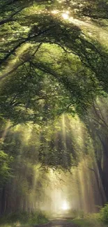 Tranquil forest path with sunlit trees and lush greenery for mobile wallpaper.