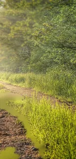 Serene pathway through lush green forest with soft sunlight.